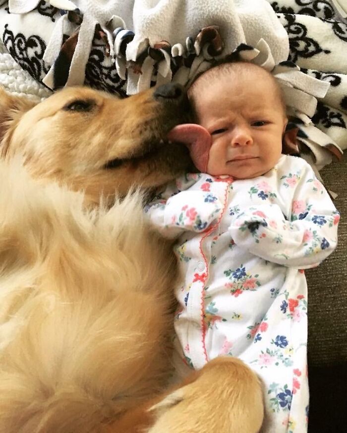 Golden retriever licking a newborn baby dressed in floral pajamas, capturing a wholesome moment of pet and infant bonding.
