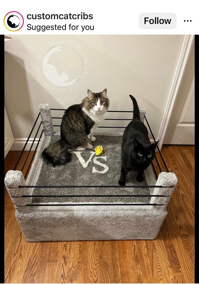 Two adorable cats sitting in a custom cat crib designed like a wrestling ring, showcasing top-tier cat work.