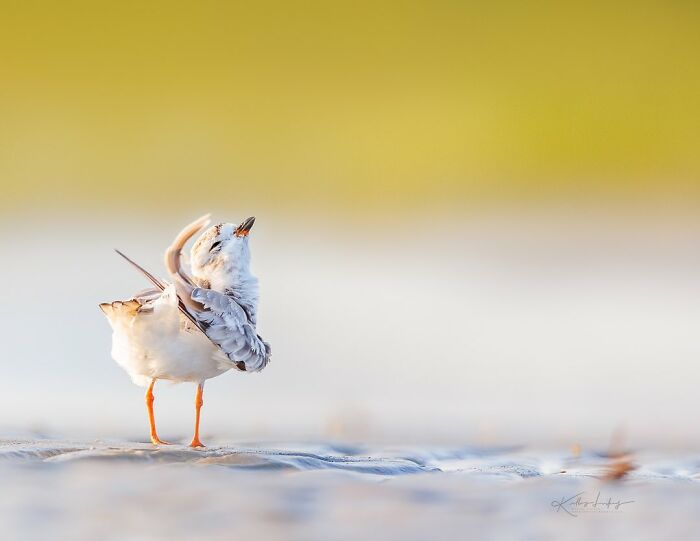 Small shorebird stretching its wings on a sandy beach, showcasing birds in fine art photography with soft natural light.
