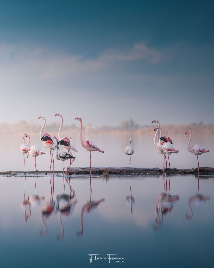A group of flamingos standing peacefully on a reflective water surface, showcasing stunning nature photography.
