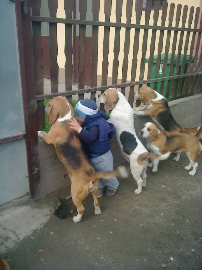 Child and four beagle dogs looking over a fence, capturing a wholesome moment from comforting posts and new pics.