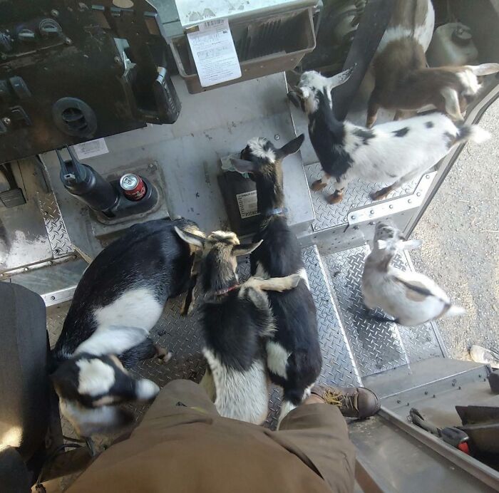 Several adorable goats surround a UPS driver inside a delivery truck, showcasing pets meeting UPS drivers.