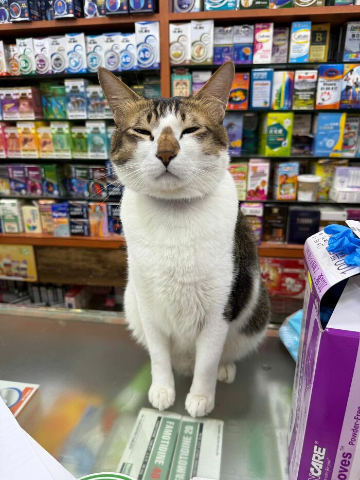 Tabby and white adorable cat sitting on a store counter surrounded by colorful product boxes and packages.