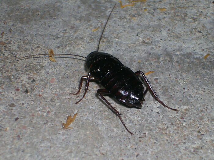 Cockroach seen on floor, a common unholy health violation found by restaurant inspectors.