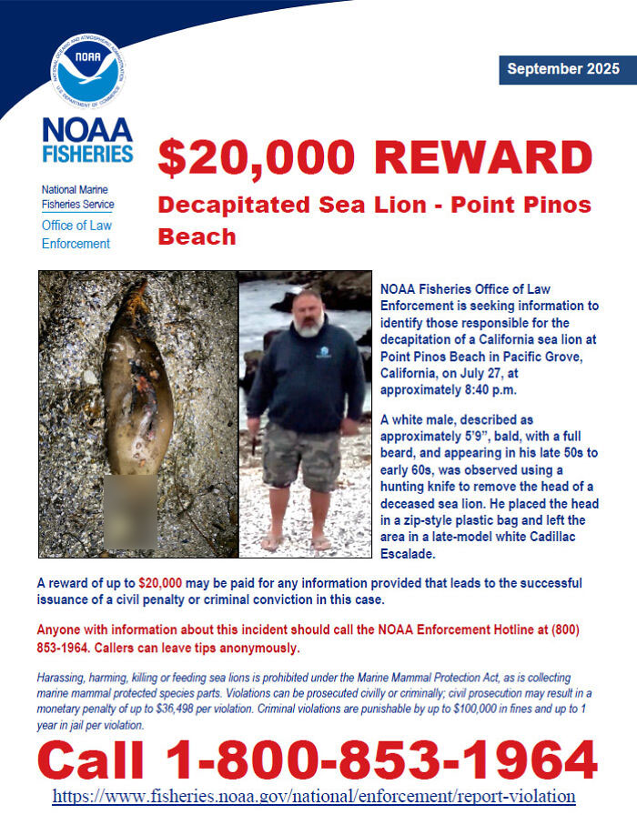 $20,000 reward offered for information on man decapitating sea lion at Point Pinos Beach in California.