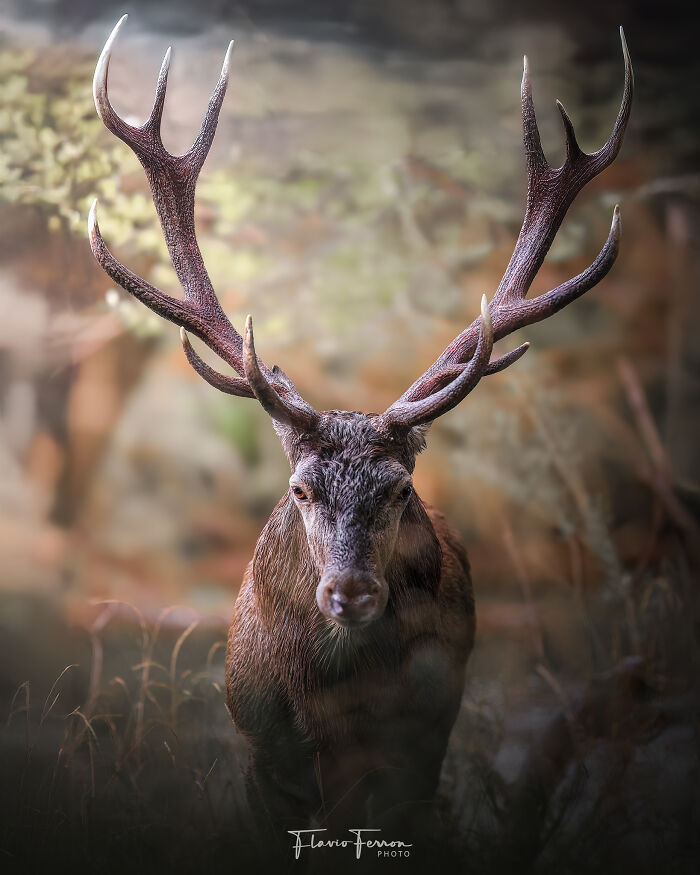 A majestic deer with large antlers in a natural setting captured by a photographer respecting nature for stunning photos.