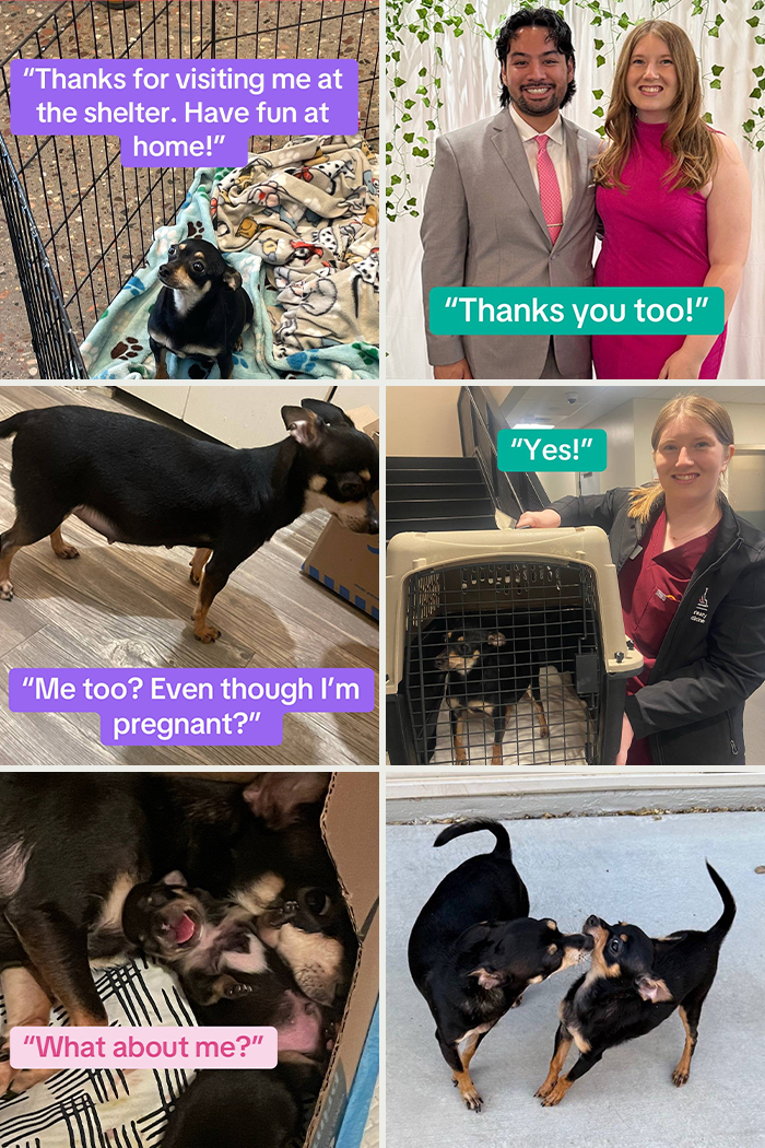 Happy adoption moments of dogs and families celebrating new beginnings and joyful pet adoption stories.