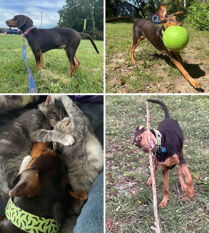 Rescue dog before and after adoption playing outside and cuddling with cats, showing healing power through joyful moments.