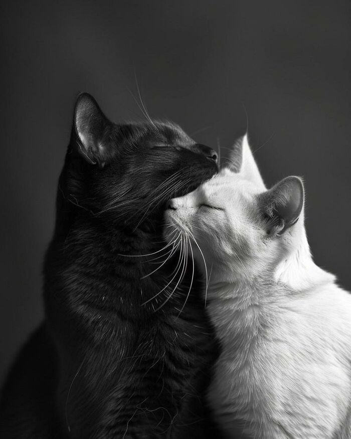 Two amazing cats with immaculate auras showing affection with closed eyes against a dark background in black and white.