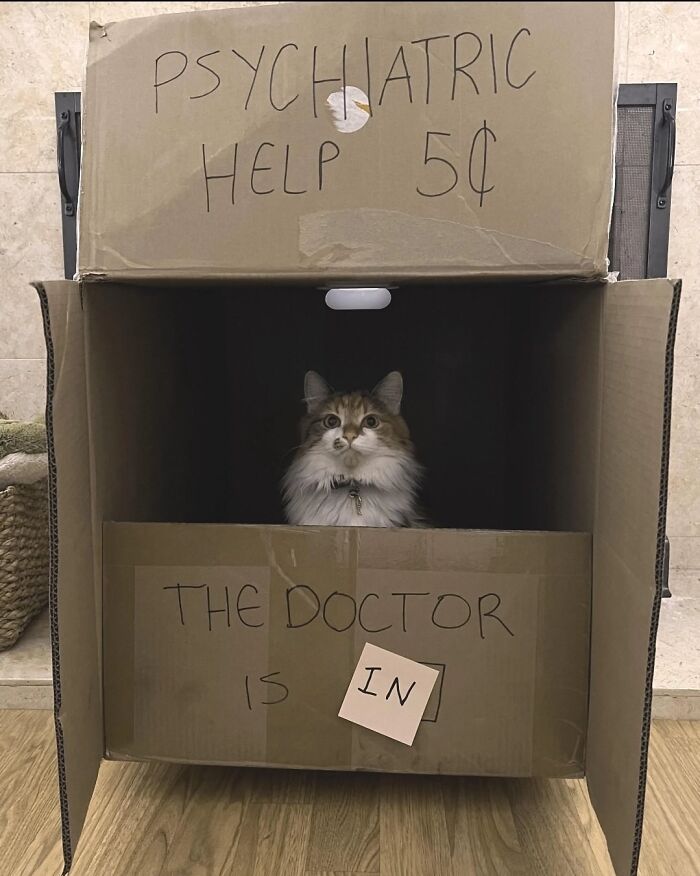 Adorable cat inside a cardboard box with a sign offering psychiatric help, showcasing top-tier work cats.