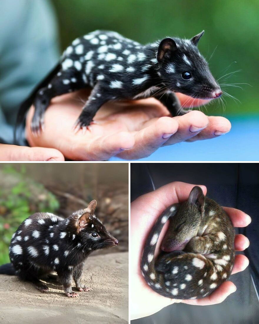 Tiger Quoll with black fur and white spots shown in various close-up views in natural and hand-held settings.