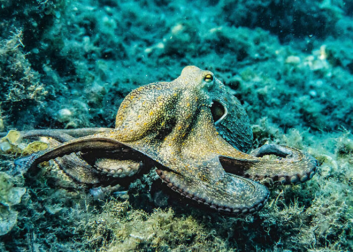 Octopus camouflaging on the ocean floor, showcasing surprising animal facts that are both creepy and cool.