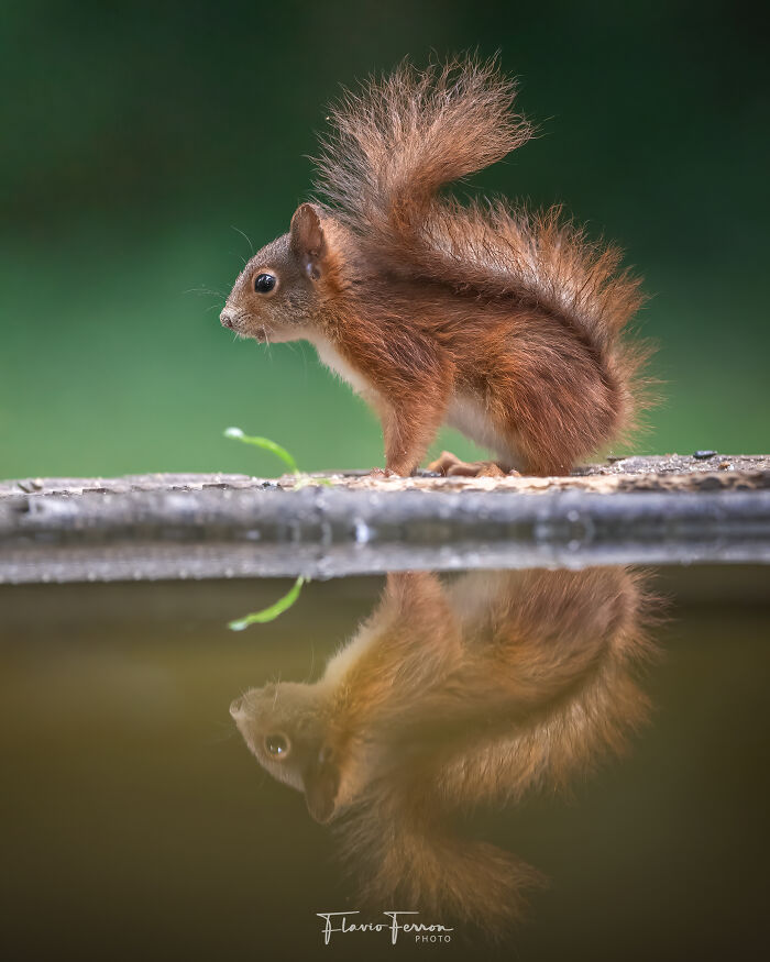 Red squirrel with bushy tail reflected in water, showcasing how respecting nature creates stunning photos.