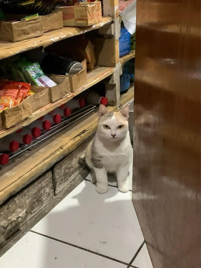 White and gray cat sitting on a tiled floor next to wooden shelves filled with various packaged items, adorable cats.