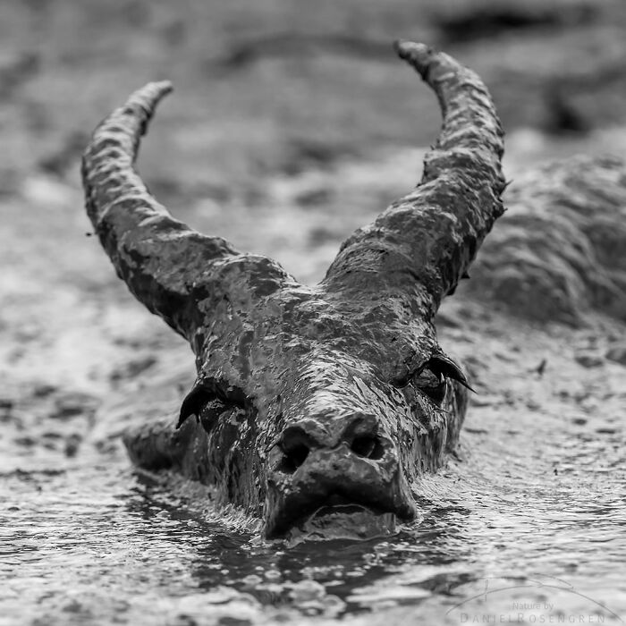 Close-up of a wildlife animal covered in mud in water, showcasing nature in breathtaking wildlife photos.
