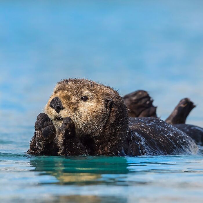Sea otter floating on water with paws near face in a breathtaking wildlife photo showcasing nature's beauty.