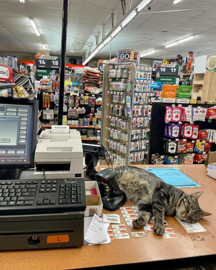 A tabby cat sleeping on a store counter surrounded by a keyboard, barcode scanner, and retail items, adorable cats at work.