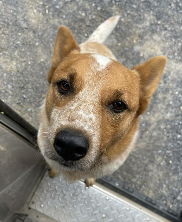Close-up of an adorable dog meeting a UPS driver, showcasing one of the memorable pet encounters on delivery routes.