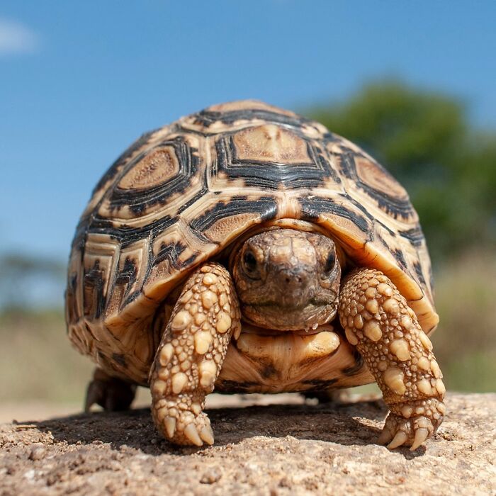Close-up of a turtle on a rocky surface showcasing detailed patterns in a breathtaking wildlife photo of nature.