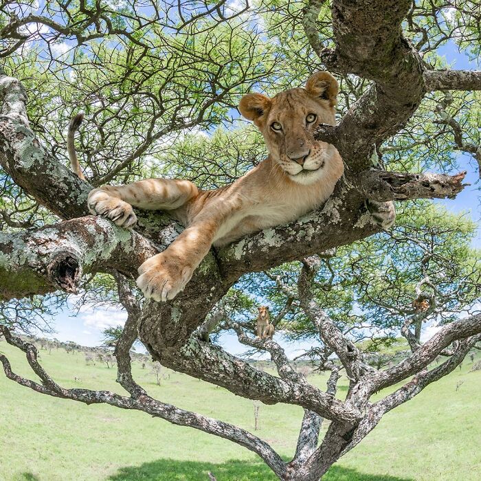 Lion cub resting on tree branch in savanna, a breathtaking wildlife photo showcasing nature’s beauty up close.