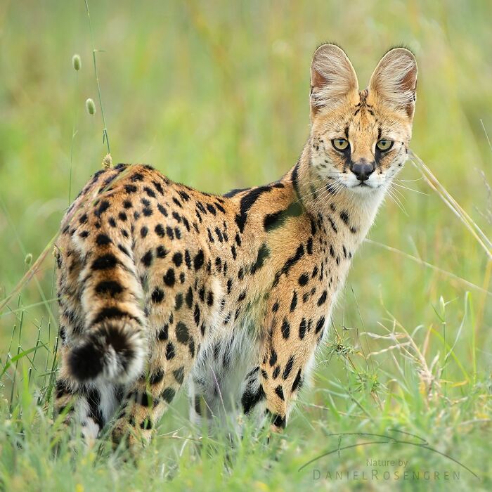 Serval cat standing in tall grass, showcasing breathtaking wildlife in a natural habitat close-up photograph.