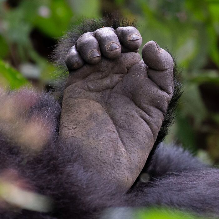 Close-up of a wild primate's hand surrounded by natural foliage in breathtaking wildlife photos collection.