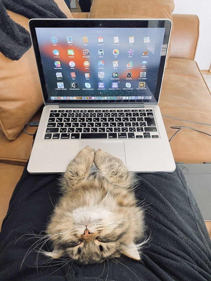 Adorable cat lying on a person’s lap with a laptop, showcasing the most adorable cats with top-tier work vibes.