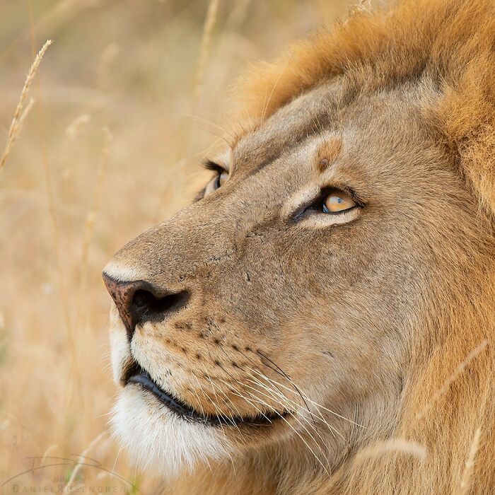 Close-up of a majestic lion in natural habitat showcasing breathtaking wildlife photography and nature's beauty.