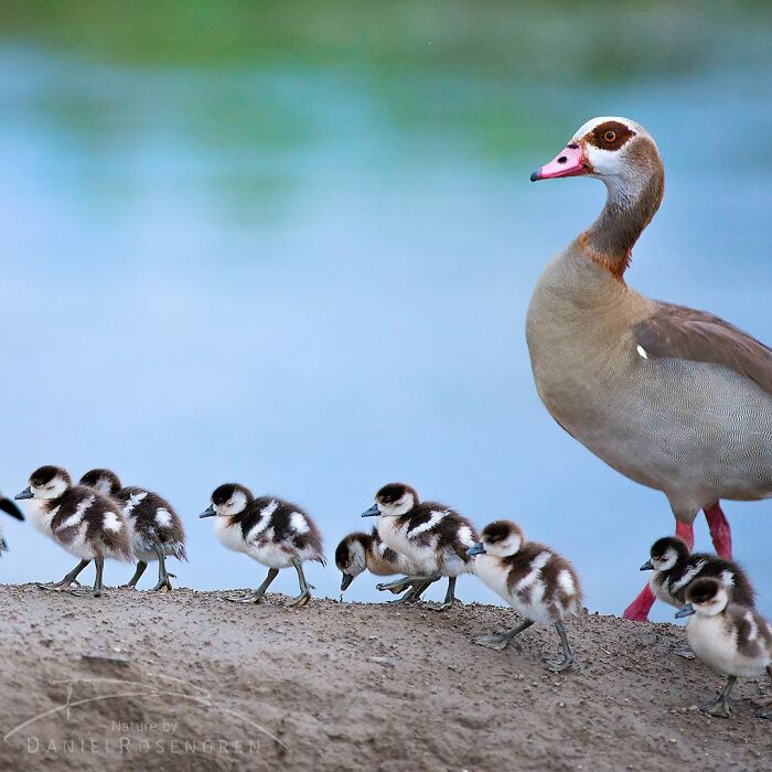 Wildlife photo featuring a mother duck with several ducklings walking along a riverbank in nature.