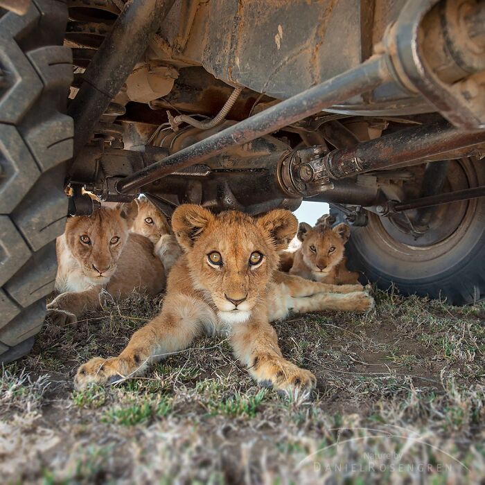 Lion cubs resting under a vehicle in a wildlife photo capturing face-to-face moments with nature.