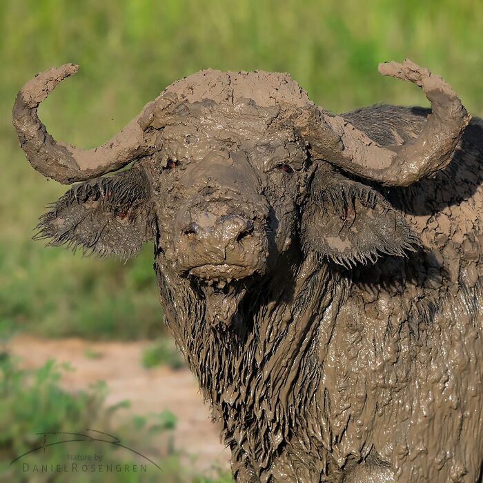 Close-up of a mud-covered buffalo in the wild, showcasing breathtaking wildlife in nature photography by Daniel Rosengren.