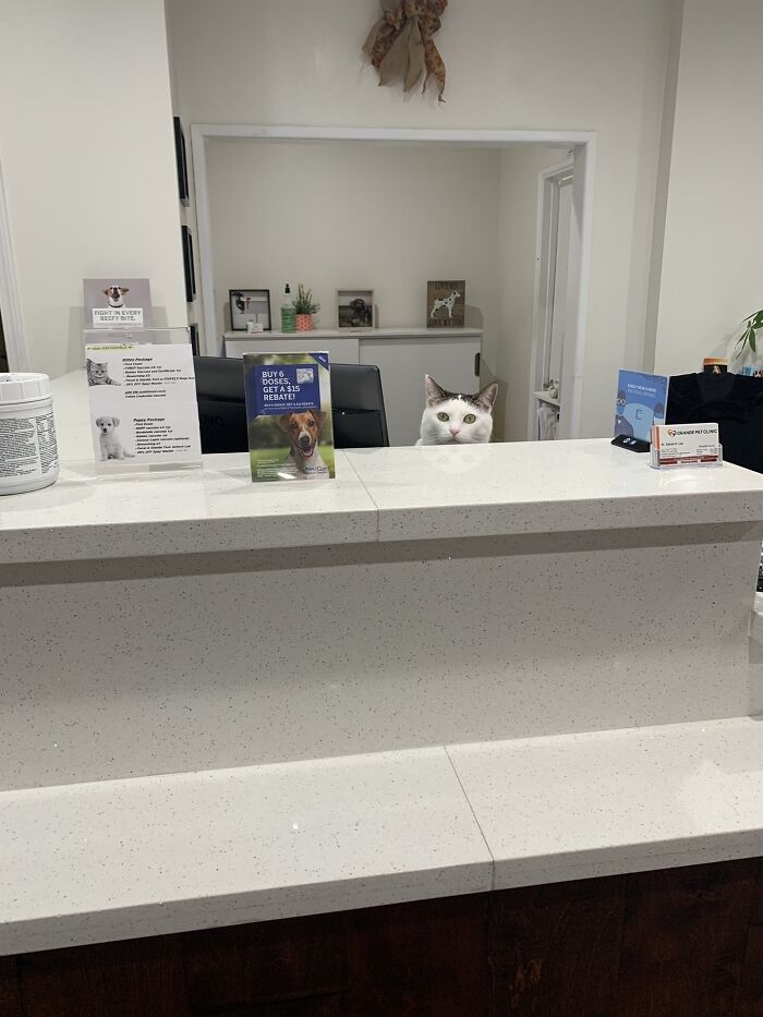 Cat peeking over a countertop at a reception desk, one of the most adorable cats featured for their top-tier work.
