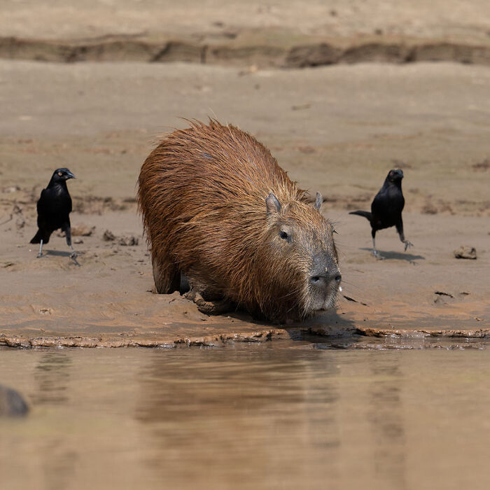 Capybara resting by the water with two black birds nearby in a breathtaking wildlife photo of nature.