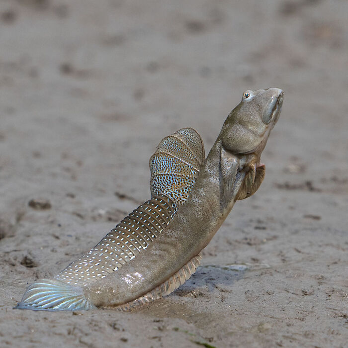 Mudskipper fish on muddy terrain showing its vibrant fins in a breathtaking wildlife photo capturing nature up close.