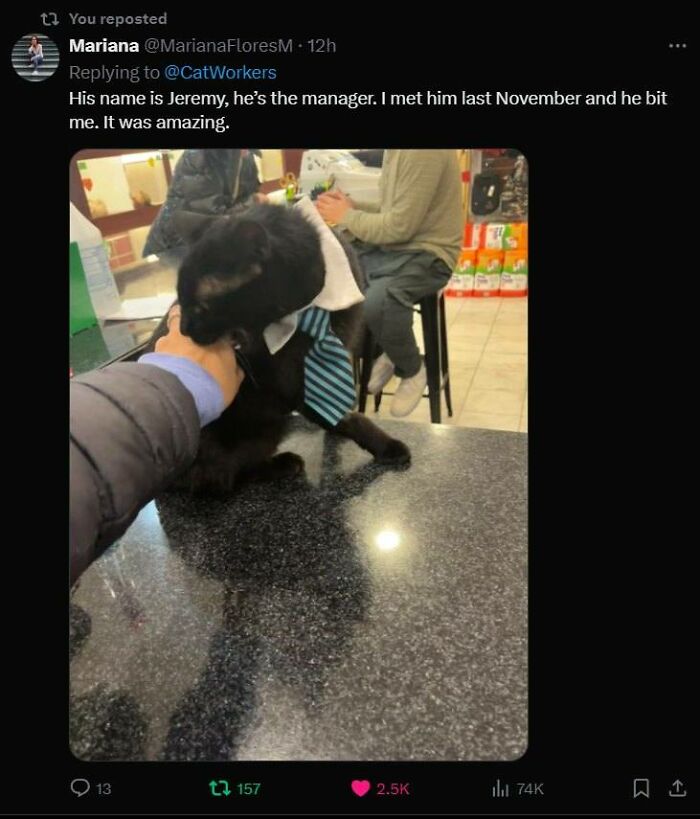 Black cat wearing a striped tie and white collar sitting on a counter, showing adorable top-tier cat work charm.