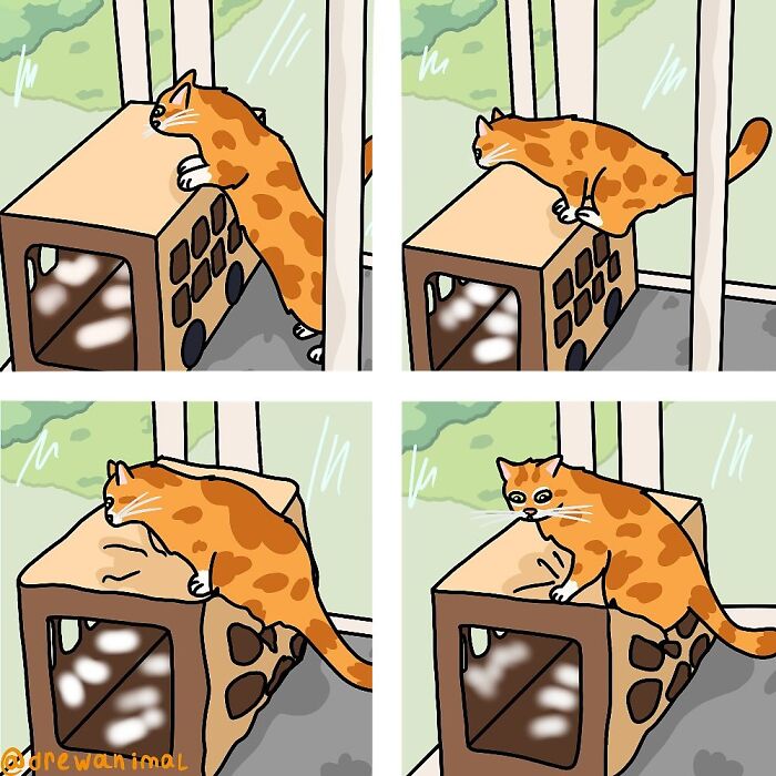Illustration of a viral cat moment showing an orange cat climbing and sitting on a box in funny art style.