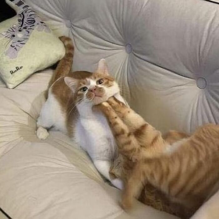 Illustration of viral cat moments showing two playful cats in funny art style on a sofa.