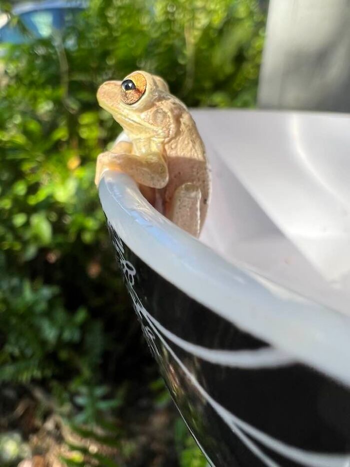 Close-up of a frog resting on the edge of a bowl, highlighting kindness in rescuing a frog from a fridge. Close-up of a frog resting on the edge of a bowl, highlighting kindness in rescuing a frog from a fridge.