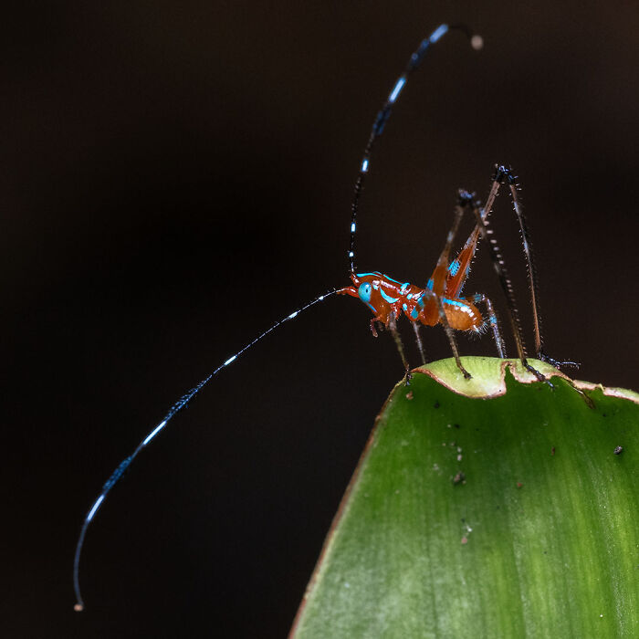 Close-up of a colorful insect on a green leaf showcasing breathtaking wildlife in nature photography.
