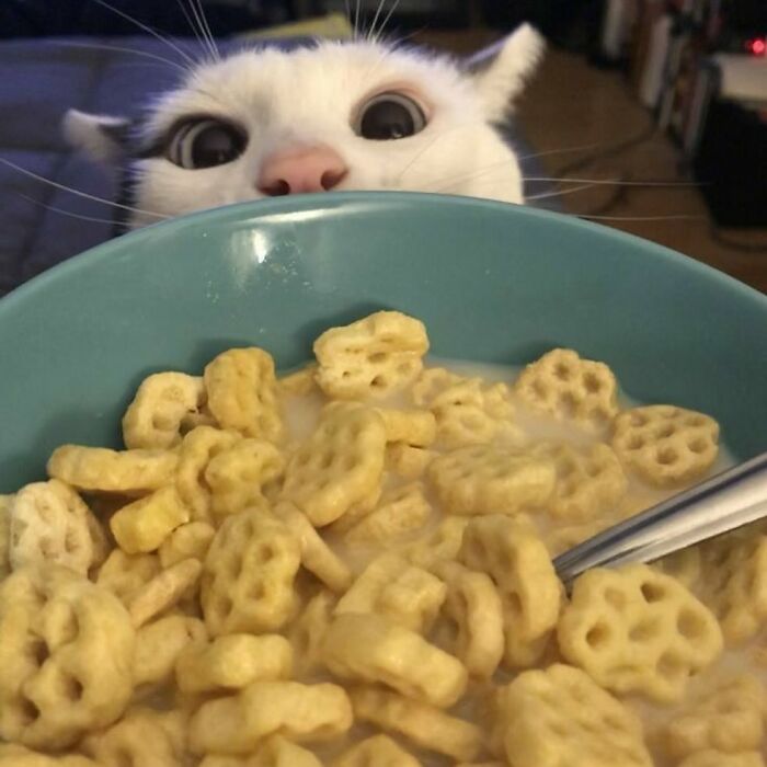 Cartoon cat peeking over a bowl of cereal, showcasing viral cat moments turned into funny art illustration.