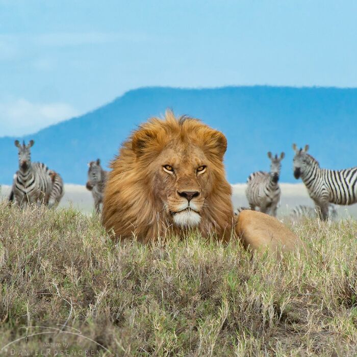 Male lion lying in grass with zebras in background, breathtaking wildlife photo capturing nature up close.