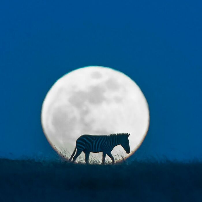 Zebra walking in front of a large full moon, a breathtaking wildlife photo showcasing nature's beauty.