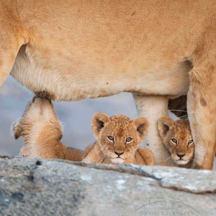 Lion cubs nursing and resting beneath their mother in a breathtaking wildlife photo showcasing nature's intimate moments.