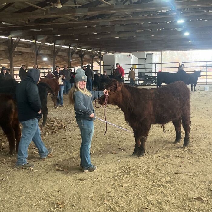 Teenage girl at livestock event holding a cow inside a barn with multiple people and animals around. Teenage girl at livestock event holding a cow inside a barn with multiple people and animals around.