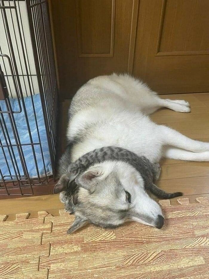 Perro acostado con un gato abrazándolo, captura de un momento divertido de perros, imagenes graciosas de perros en casa.