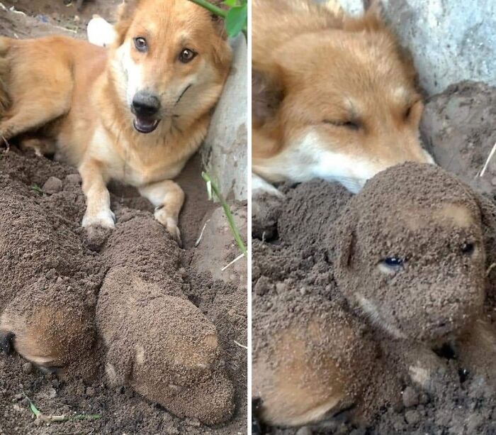 Cute dog lying next to two puppies covered in dirt, showcasing adorable dog-themed important animal images.