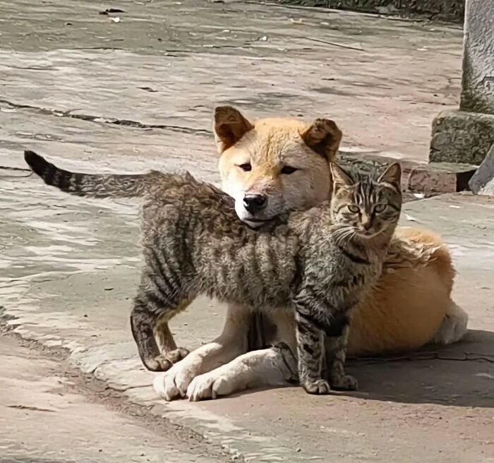 Perro y gato en un momento divertido, capturado en cámara mostrando una interacción única y graciosa entre animales.
