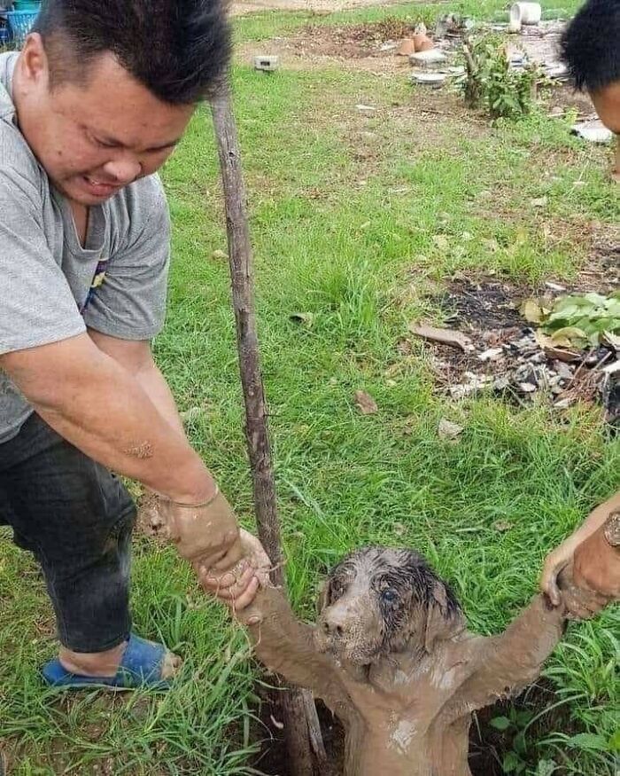 Perro cubierto de barro siendo rescatado por dos personas, destacando momentos hilarantes de perros captados en cámara.