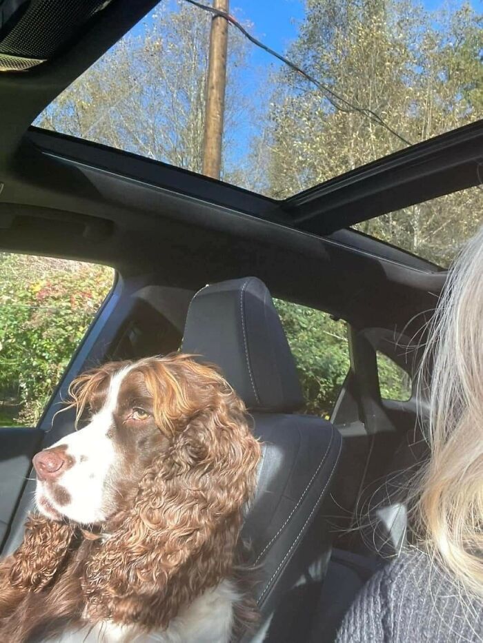 Perro divertido mirando por la ventana de un coche con techo panorámico en un momento gracioso captado.
