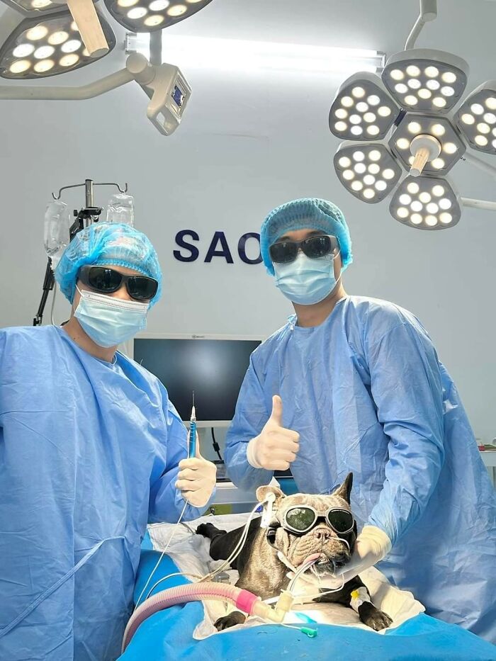 Two vets in surgical gear with a dog wearing goggles and anesthesia, a cute dog-themed important animal image.